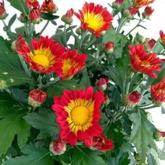 サージー様 リクエスト 4点 まとめ商品