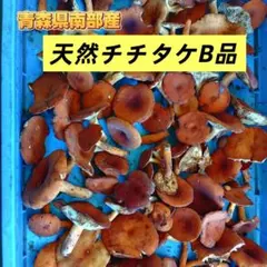 青森県南郷産　訳あり天然チチタケ、500g山菜、キノコのサムネイル