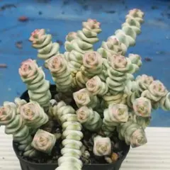 ファンタジー 3カット苗 クラッスラ 多肉植物 - メルカリ