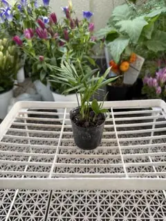 観葉植物 テーブルヤシ 7