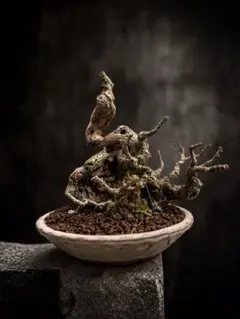超希少　塊根植物 ねじれ幹　ユーカリ 超希少 塊根植物 ねじれ幹 ユーカリ - メルカリ