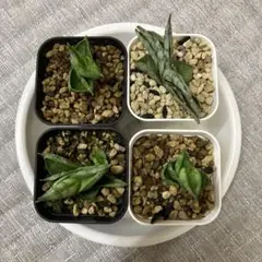 サンスベリア　ボンセレンシス　スーパードワーフ　 抜き苗　月曜日発送のサムネイル