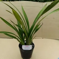 ②マジョリカ 3寸苗のサムネイル