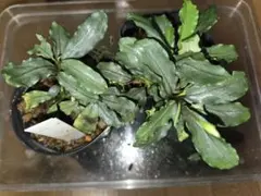 Bucephalandra sp. Aurora KN便　水上葉 キボーデコ on X: 