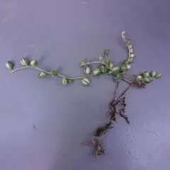 斑入りグリーンネックレス⑥