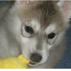 多肉植物 さくら様専用ページ