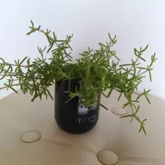 ドロサンテマム　ストリアツム（狐尾）