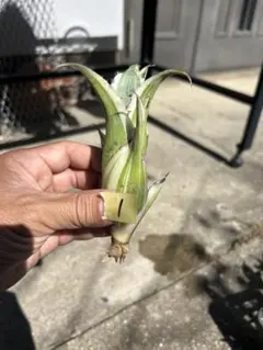 ホヘンベルギア　カーラ　No.001　鉢、送料込　メルカリ便 ホヘンベルギア カーラ No.001 鉢、送料込 メルカリ便