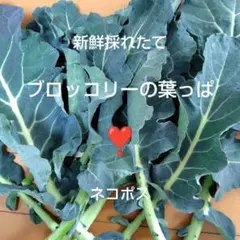 【兵庫県産】ラスト★増量★新鮮★ブロッコリーの葉っぱ　250グラムネコポス