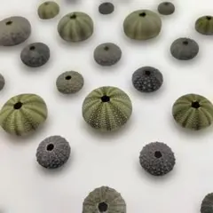 ウニ殻