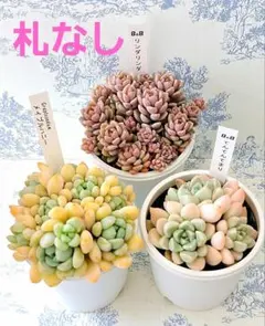 2026年最新】ぼのぼのさん苗 リンダリンダの人気アイテム - メルカリ