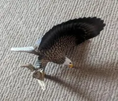 Schleich　シュライヒ　ハクトウワシ　14780