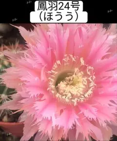 26-インコ 新品種 花サボテン 柱サボテン 花16cm+ カキコ - メルカリ