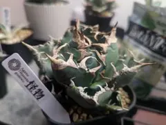 たか様 リクエスト 3点 まとめ商品20800→18700