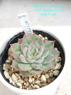（つむぎ×チワワエンシス）×メキシコポルデンシス　miyaさん苗