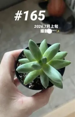 多肉植物 キメラ錦 抜き苗 摘心株 - メルカリ