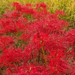 彼岸花（ヒガンバナ）白色 大きめ球根2個 初心者向き 白花曼珠沙華