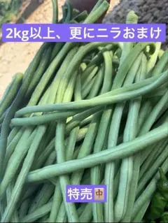 新鮮 無農藥ささげ豇豆 长豆角2kg以上（さらにニラ200gおまけ）のサムネイル