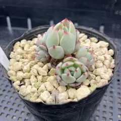 トクちゃん様 リクエスト 2点 まとめ商品