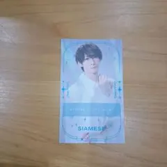 club キャッテリア 来場者特典 名刺 カード シャム