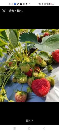 農家直送 白い苺のなる苗 いちご苗 - メルカリ