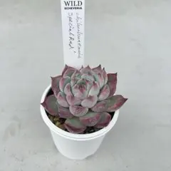 2025年最新】チワワエンシスの人気アイテム - メルカリ