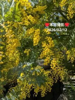 即日発送　フレッシュミモザ 　④