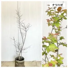 ナツハゼ株立ち　241 ナツハゼ株立ち 241 - メルカリ