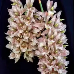 2026年最新】カタセタムの人気アイテム - メルカリ