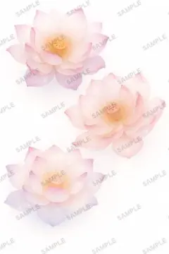 NO. 97 コラージュ　蓮　蓮の花　マット　写真Lサイズ 5枚入り