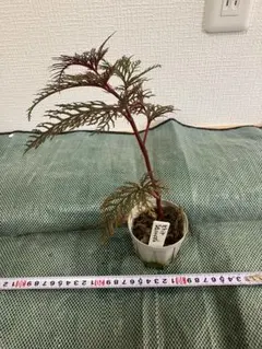 Begonia wyepingiana ベゴニア ウィエピンギアーナ 原種 - メルカリ