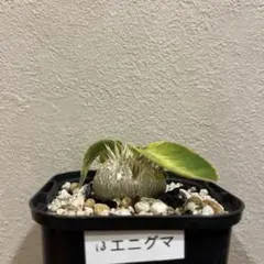 9月入荷 50粒+ パキポディウム エニグマチカム 種子 種 証明 グラキリス1 2025年最新】パキポディウム エニグマチカムの人気アイテム