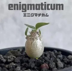 パキポディウム・エニグマチカム(enigmaticum)実生のサムネイル