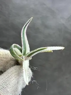 アガベ チタノタ 氷山 大株 白中斑 極白 特選極上大株 - メルカリ