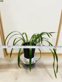 キリョウヘン　5号鉢付のサムネイル