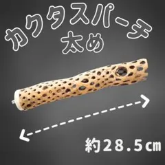 2026年最新】カクタスパーチの人気アイテム - メルカリ