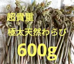 注文順収穫!数量限定!超貴重!極太 プレミアム天然わらび600g
