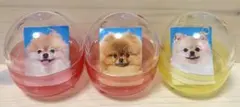 赤の他人の犬 証明写真 ガチャガチャ　ポメラニアン 3枚
