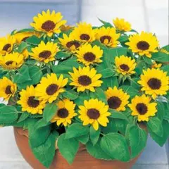 マッキー様 リクエスト 2点 まとめ商品