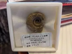 化石　アンモナイト