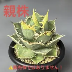 D116 アガベ チタノタ 穿山甲 コレクション株 - メルカリ