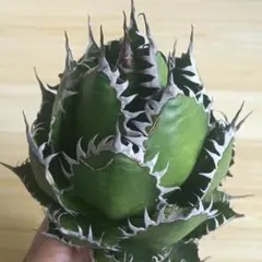 2025年最新】アガベ ホリダの人気アイテム - メルカリ