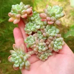 ロココ出品 B767-9 土付き ロココ 105苗 ベリー ふっくら 多肉植物