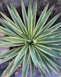 2025年最新】グロリオサ 斑入りの人気アイテム - メルカリ