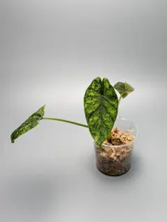 アロカシア ドラゴンスケール 斑入り Alocasia DSC6705のサムネイル
