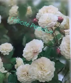 綿あめ*庭整理中！プロフ必読です様 リクエスト 2点 まとめ商品