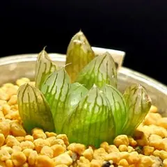 3001 ナイルの一滴実生 達摩選抜特A カキコ 多肉植物 ハオルチア