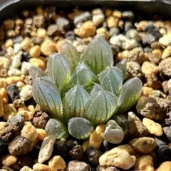 まる様 リクエスト 2点 まとめ商品