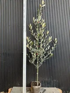 2026年最新】オリーブ苗 カラマタの人気アイテム - メルカリ