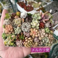 多肉寄せ植え カット苗 詰め合わせ ちまちま弁当 f
